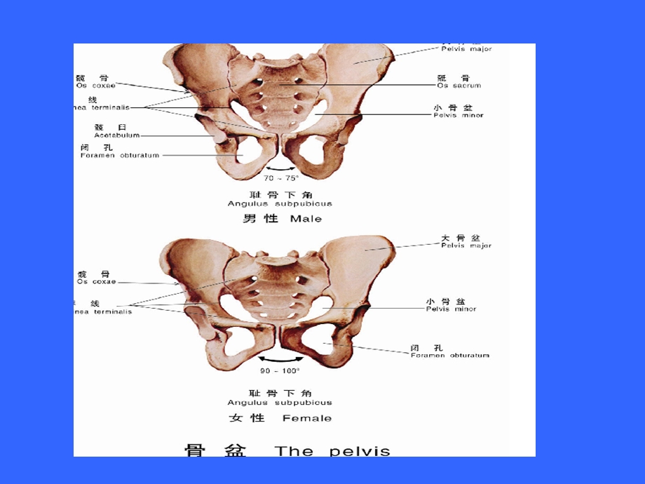 骨盆骨折术后护理查房课件.ppt_第2页