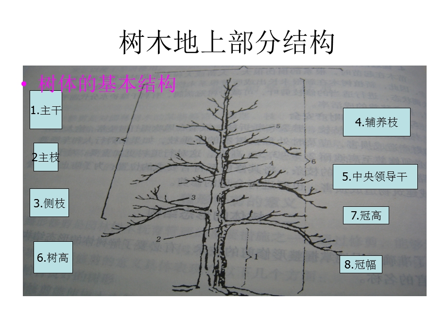 园林树木树体结构教育ppt课件.ppt_第3页