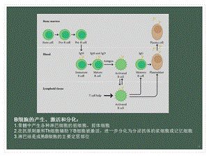 医学ppt课件美罗华利妥昔单抗.ppt