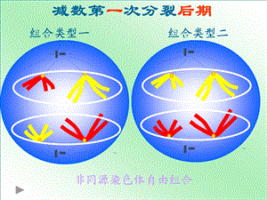 基因和染色体的关系(基因在染色体上)课件.ppt