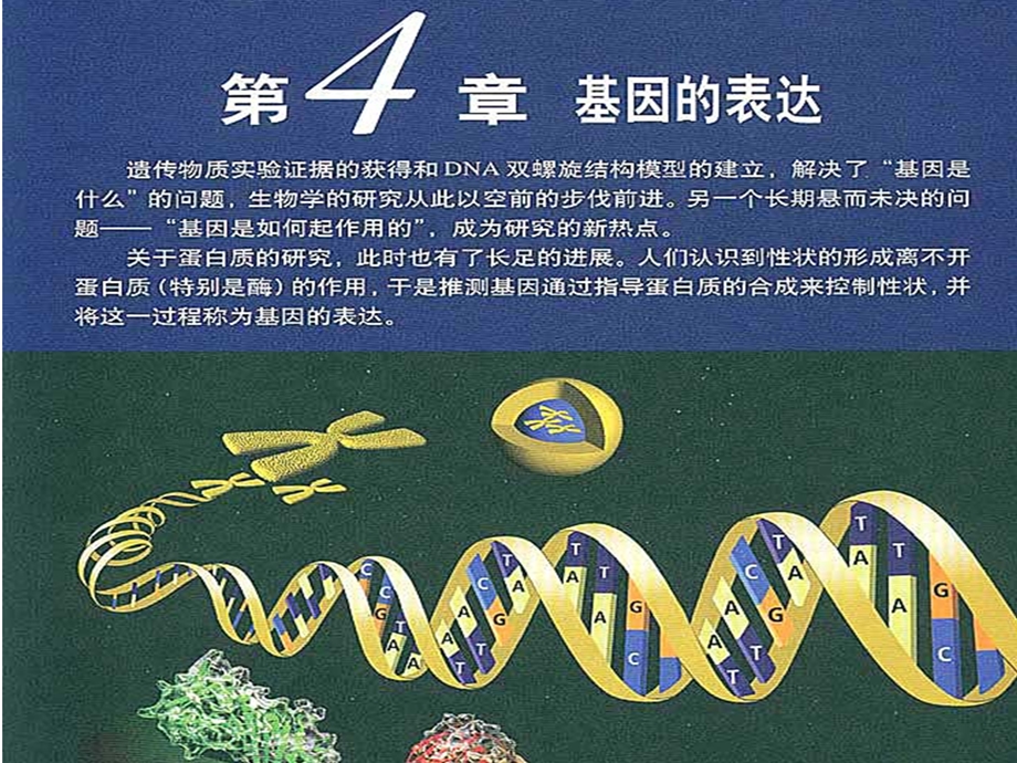 高三生物一轮复习 基因的表达课件.ppt_第2页