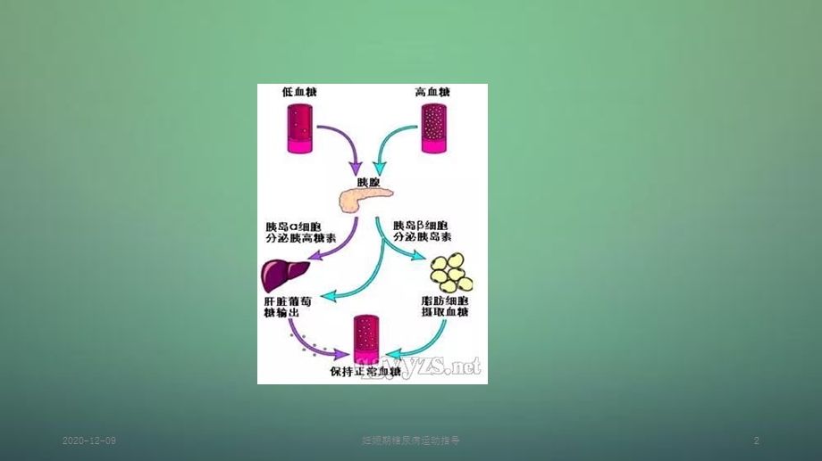 妊娠期糖尿病运动指导(新ppt课件).ppt_第2页