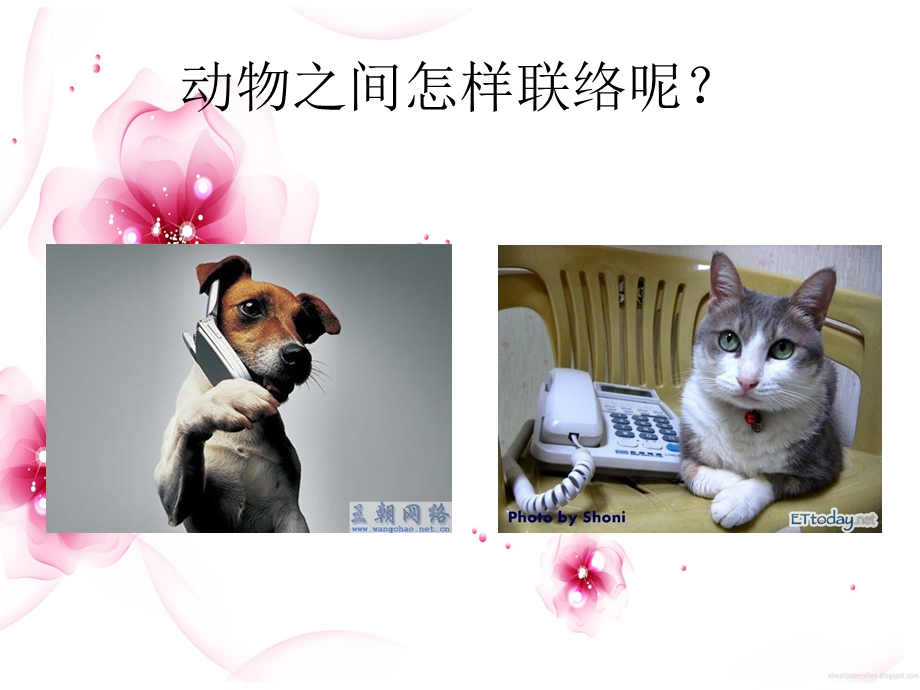 大班科学课件：动物之间怎样联络.ppt_第3页