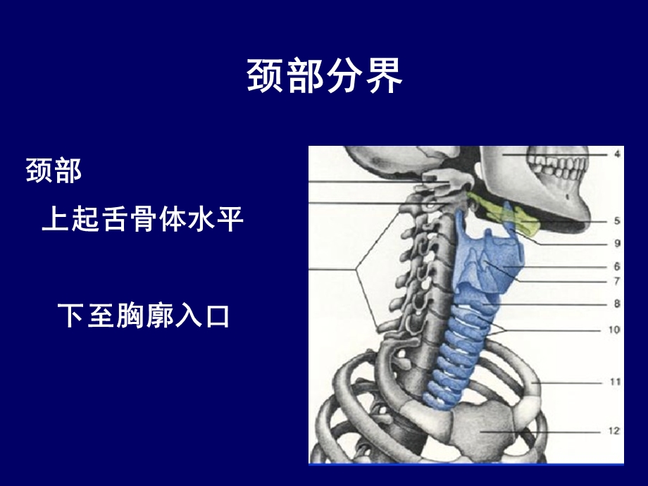 颈部CT断层解剖讲义课件.ppt_第2页