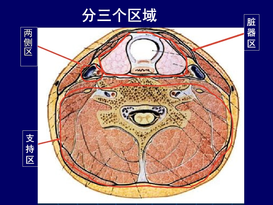 颈部CT断层解剖讲义课件.ppt_第3页