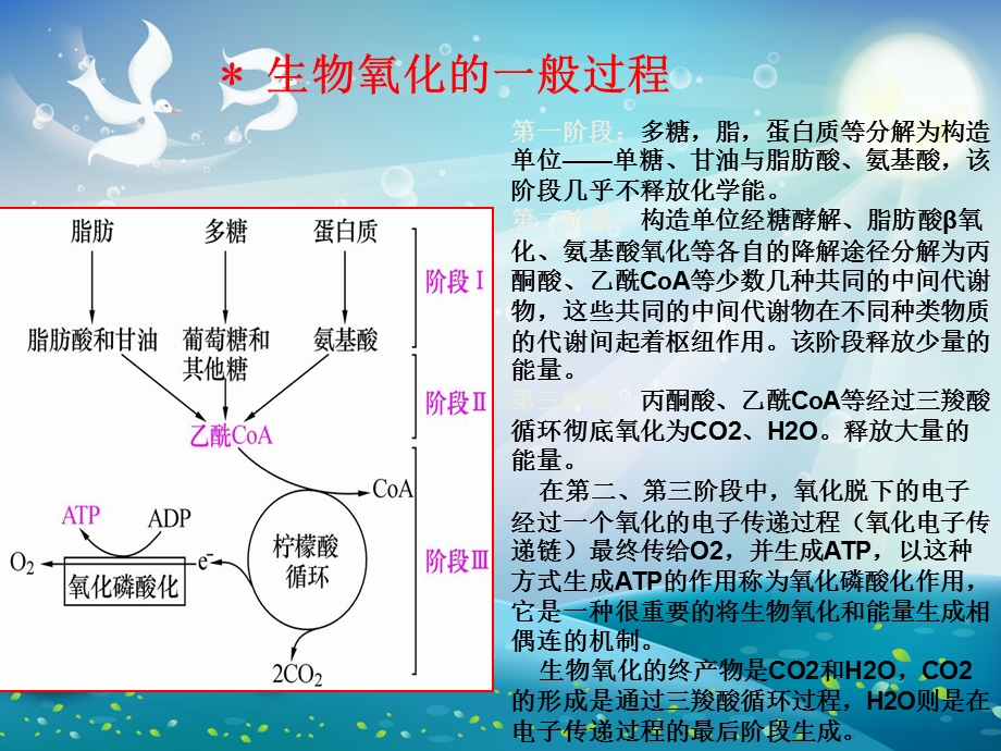 食品生物化学生物氧化ppt课件.ppt_第2页