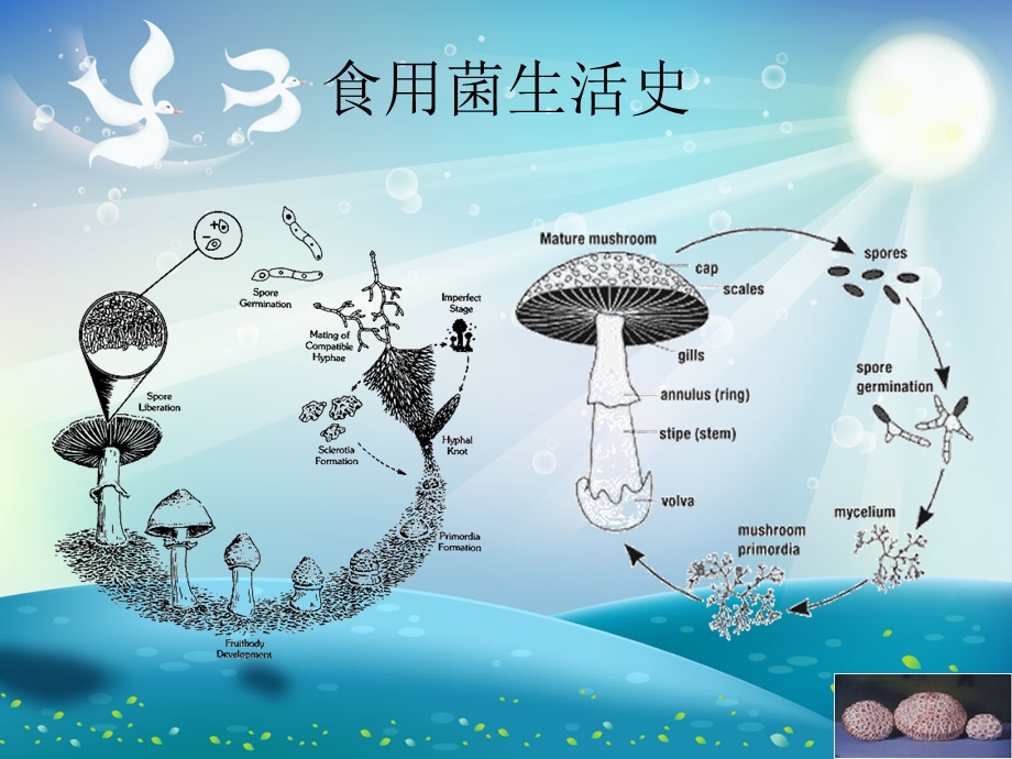 食用菌学基础ppt课件.ppt_第2页