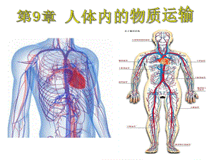 北师大版七年级生物下册491血液课件.ppt