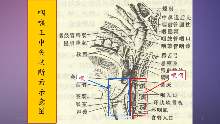 喉部解剖(新ppt课件).ppt_第3页