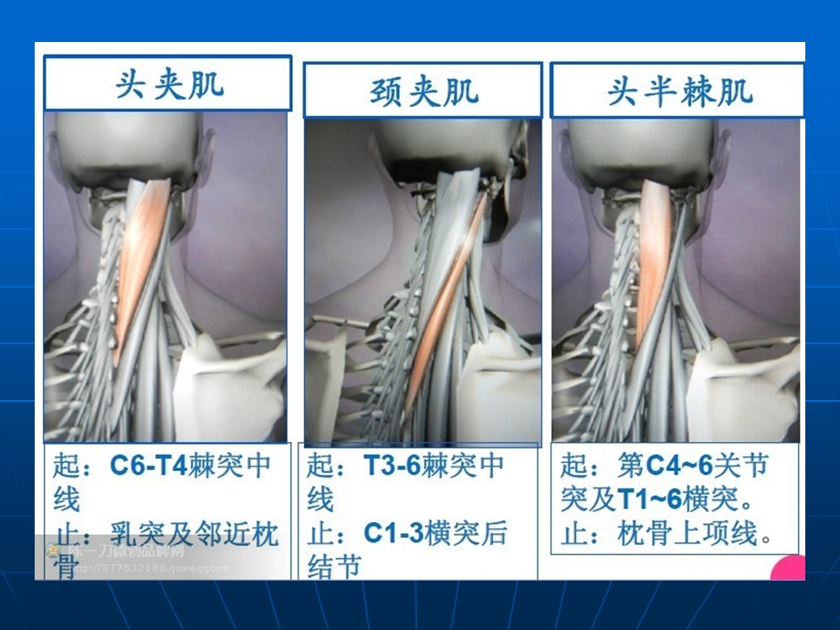 颈椎及上肢骨骼肌动态解剖图演示课件.ppt_第3页