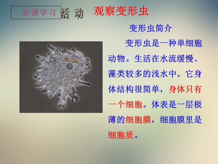 北师大版七年级上册生物细胞是生命活动的单位课件.ppt_第3页