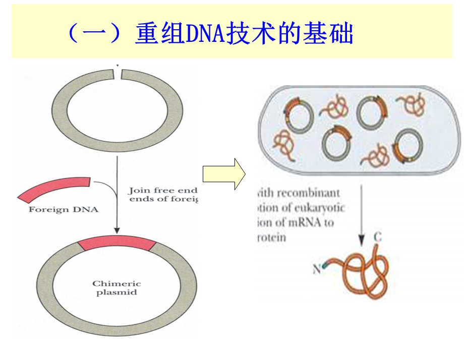 基因重组与基因工程 课件.ppt_第2页