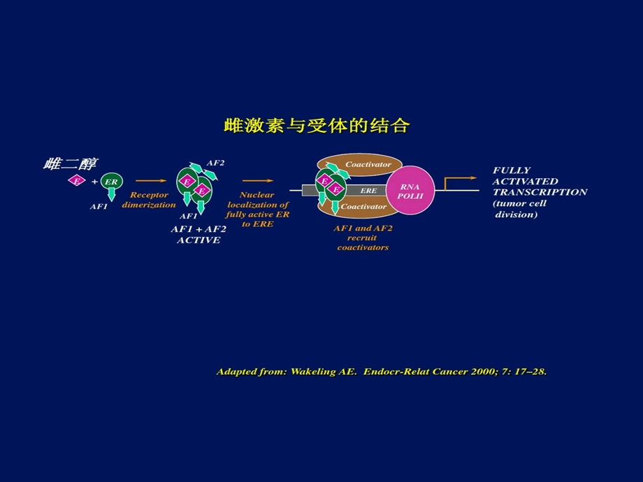 医学他莫昔芬与来曲唑的作用机制区别培训ppt课件.ppt_第3页