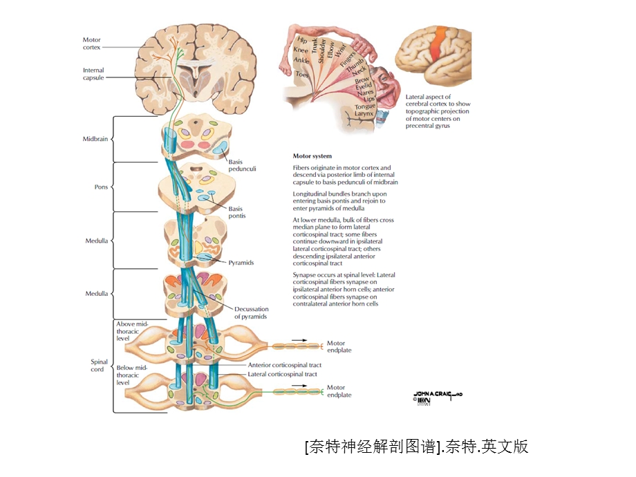 医学上运动神经元性瘫痪培训ppt课件.ppt_第3页