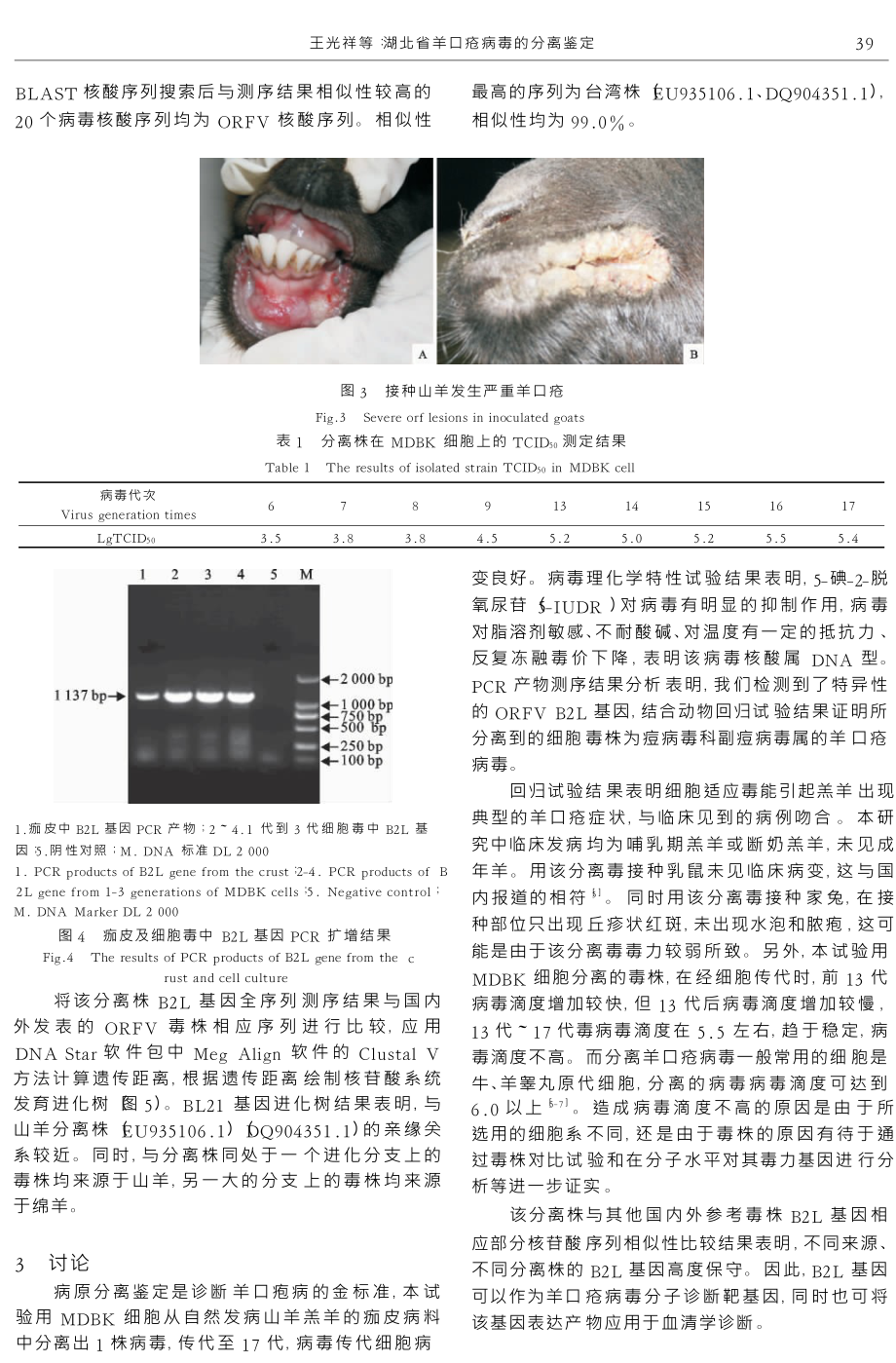 湖北省羊口疮病毒的分离鉴定.doc_第3页