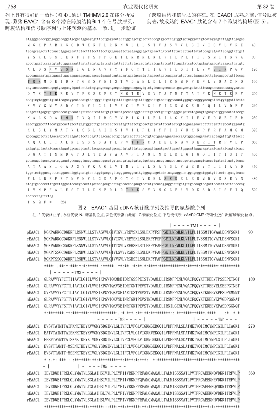 藏猪兴奋性氨基酸转运载体EAAC1基因的克隆与原核表达.doc_第3页