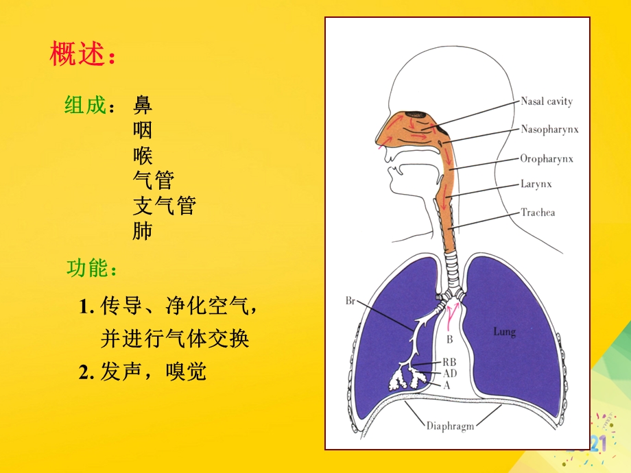 呼吸系统组织胚胎学标准版资料课件.ppt_第2页