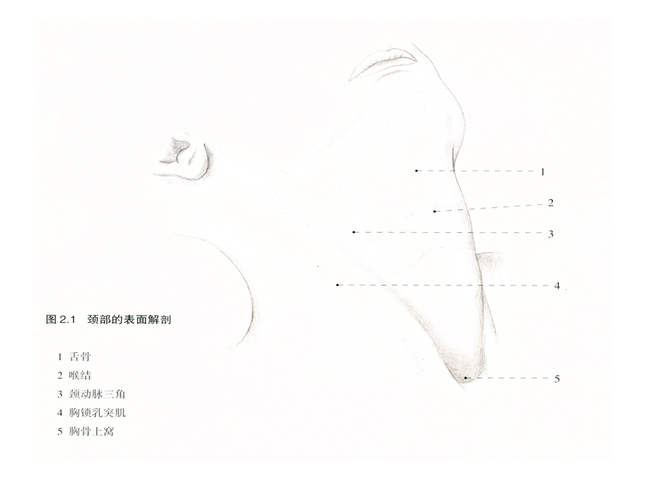 颈部应用解剖学课件.ppt_第3页