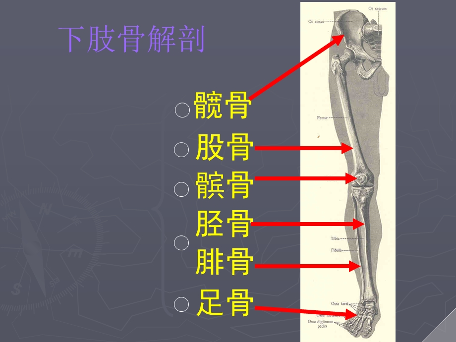 医学下肢骨折术后功能锻炼培训ppt课件.ppt_第2页