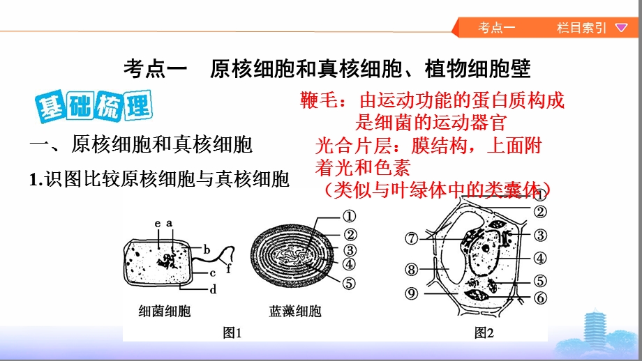 原核细胞和真核细胞课件.pptx_第2页