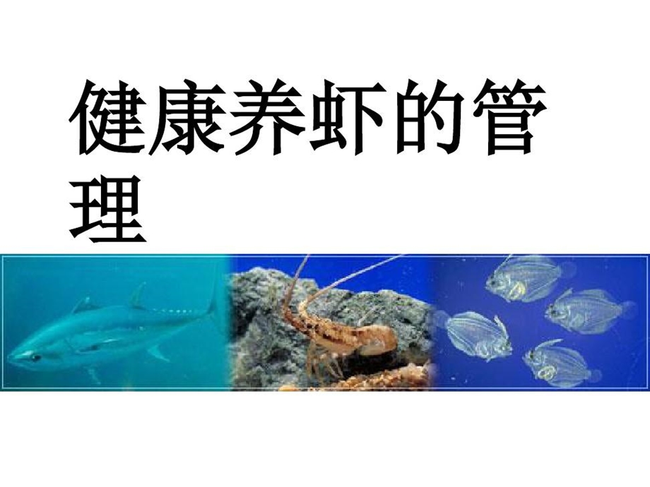 培训养虾管理课件.ppt_第2页