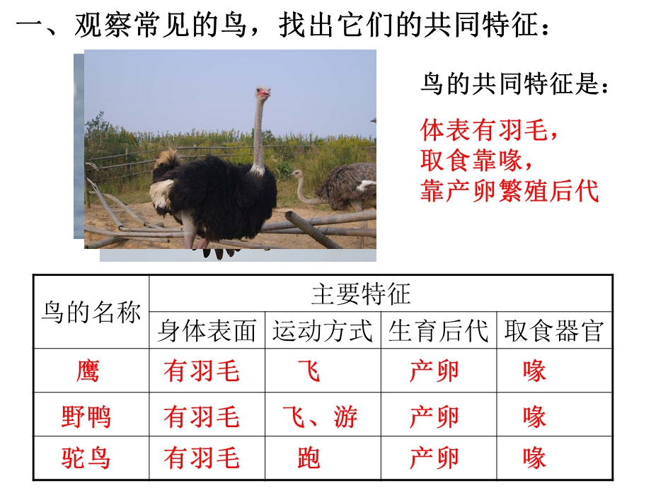 鸟类的特征课件.pptx_第2页