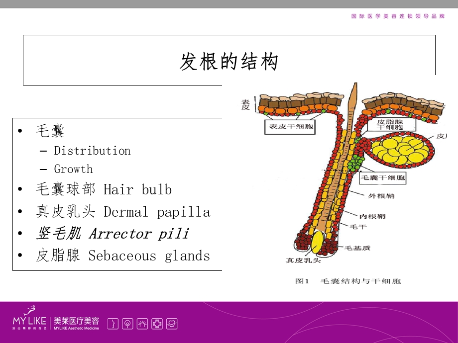 医学生发项目专业知识宣讲培训ppt课件.ppt_第2页