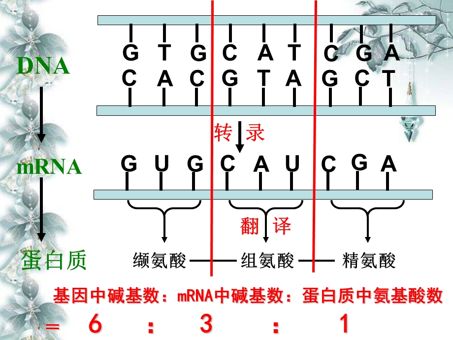 基因对性状的控制 课件.ppt_第2页