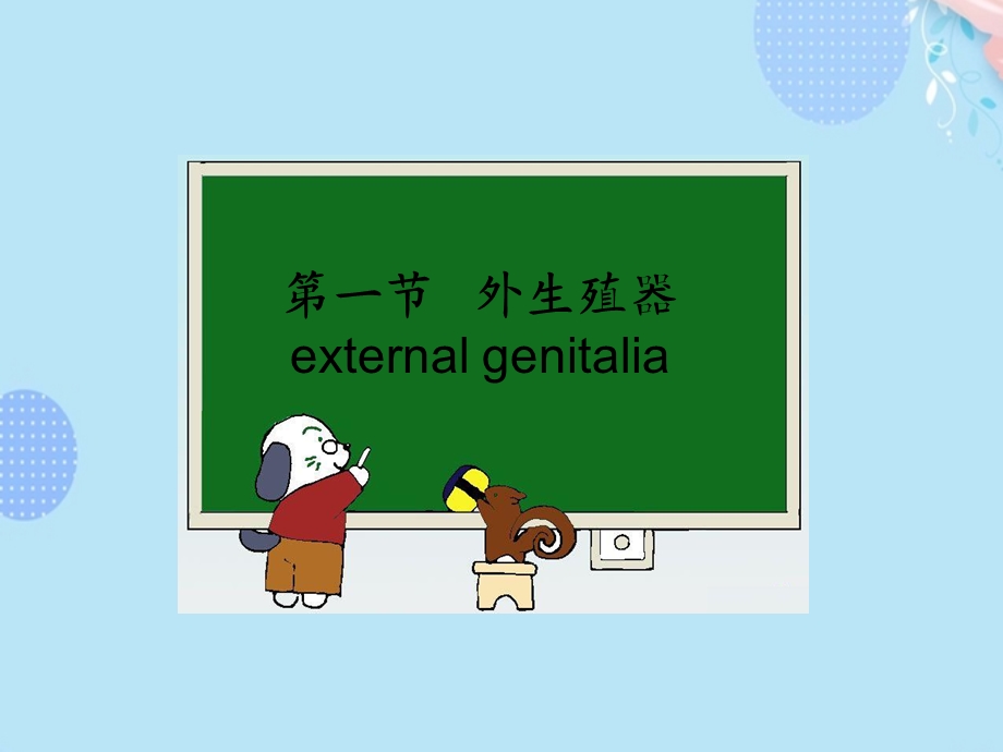 妇产科学女性生殖系统解剖PPT资料(完整版)课件.ppt_第2页