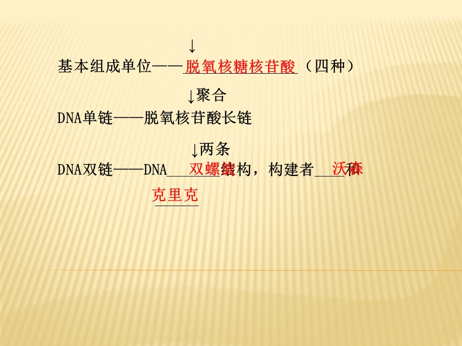 基因是有遗传效应的DNA片段习题课全解课件.ppt_第2页