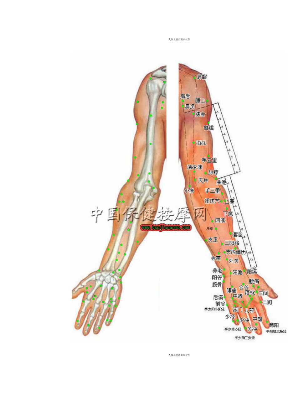 （精品）人体穴位分布图(超清晰彩图版).doc_第3页