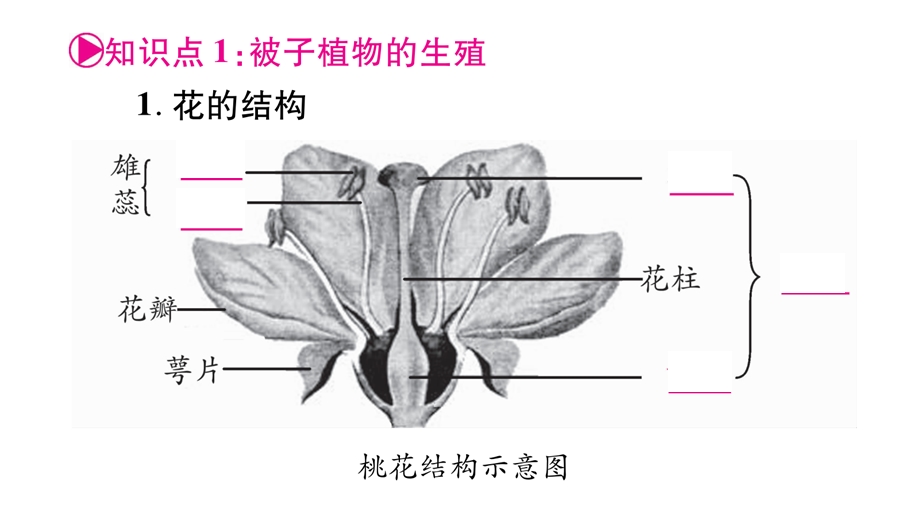 冀少版八年级生物下册复习ppt课件.ppt_第2页