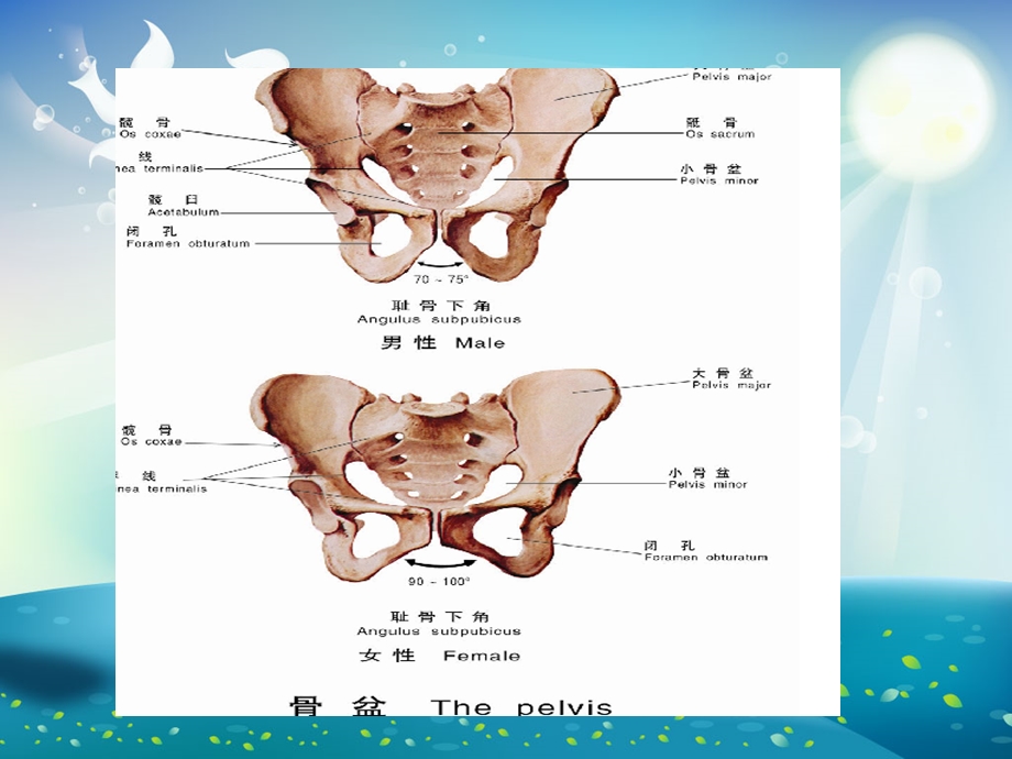 骨盆骨折术后护理查房ppt课件.ppt_第2页