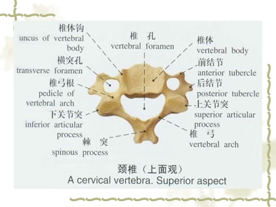 颈椎病病人护理课件.ppt_第3页