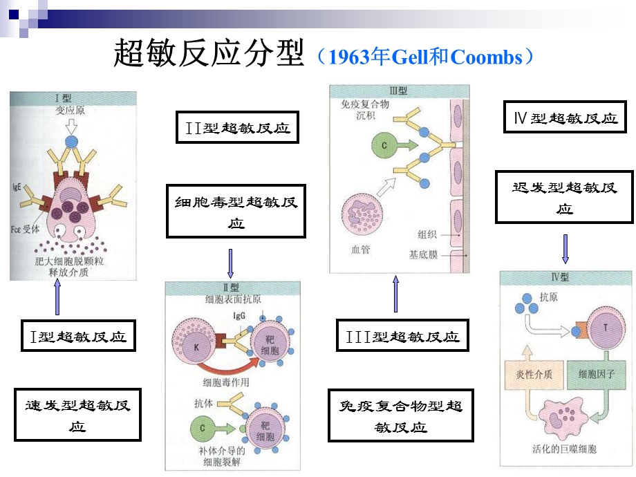 医学免疫学第九章 超敏反应课件.ppt_第2页