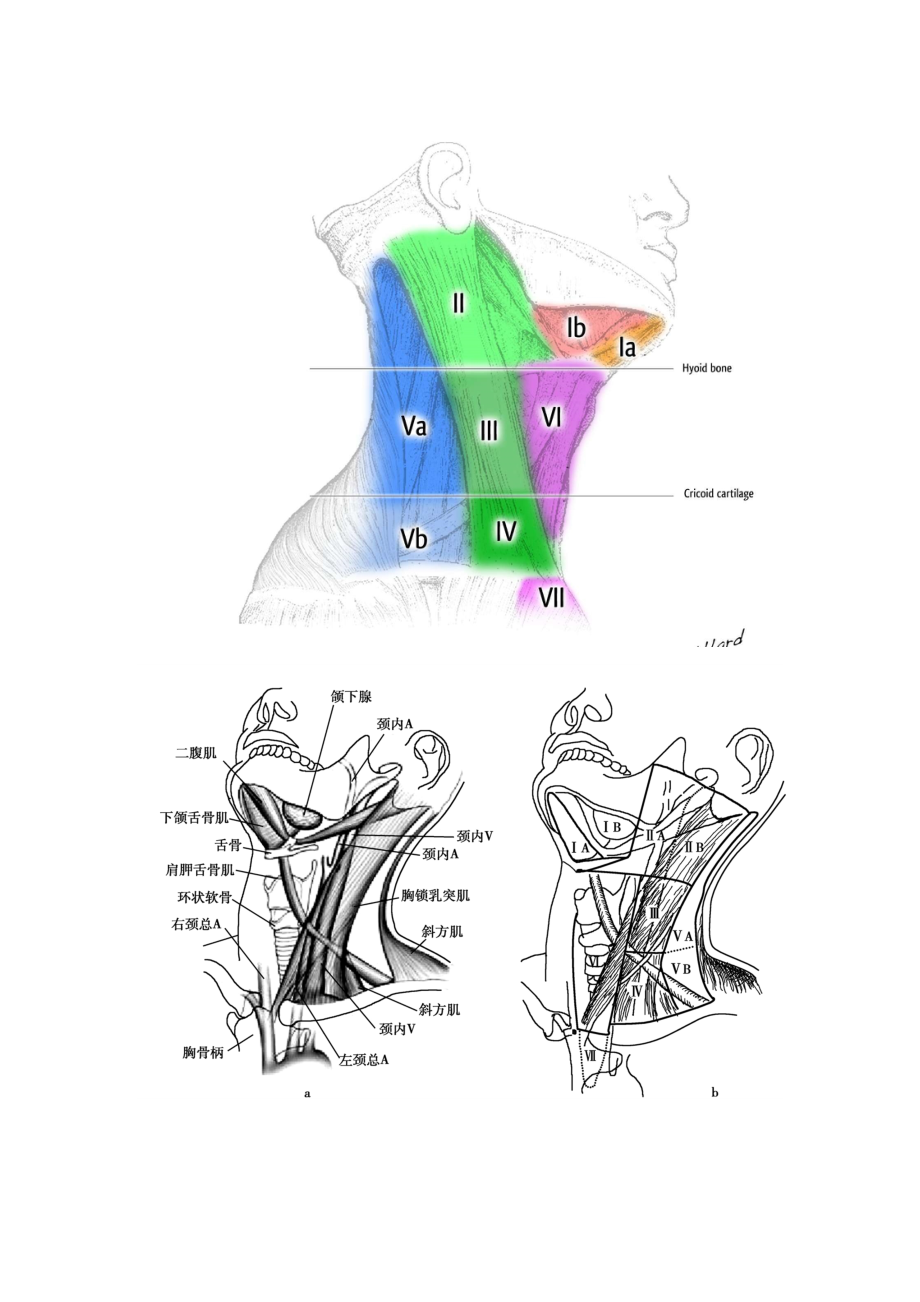 最新颈部淋巴结分区示意图.doc_第1页