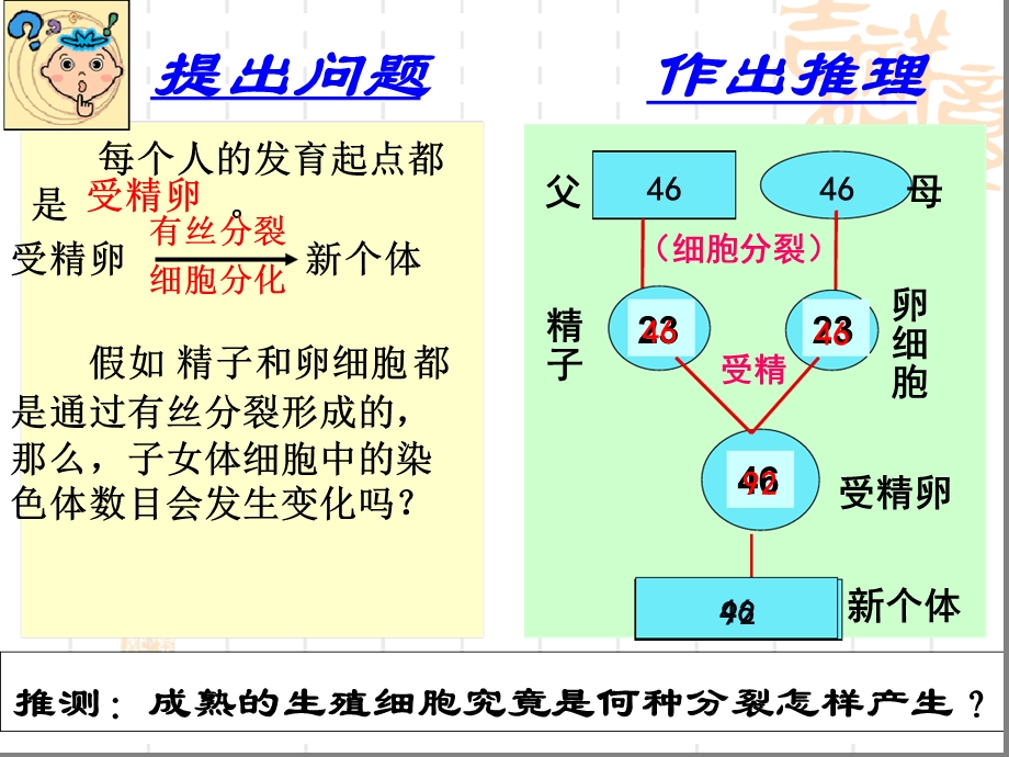 减数分裂和受精作用ppt课件.ppt_第2页