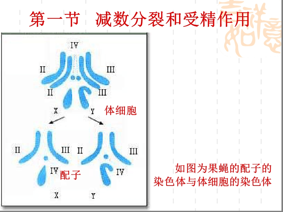 减数分裂和受精作用ppt课件.ppt_第3页