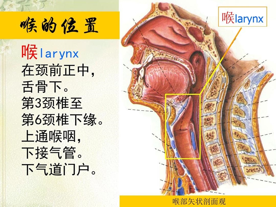 喉全切除手术配合说课材料课件.ppt_第3页