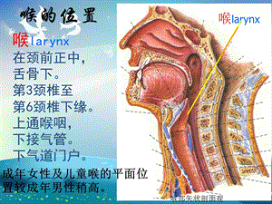 喉解剖及临床ppt课件.ppt