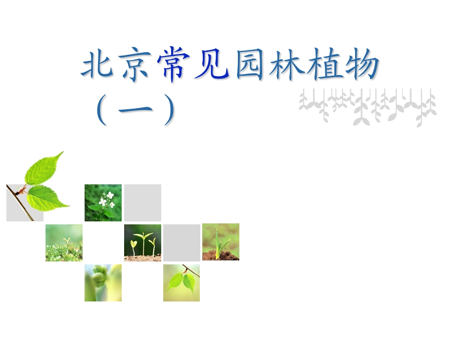 北京常见园林植物(一)课件.ppt_第1页