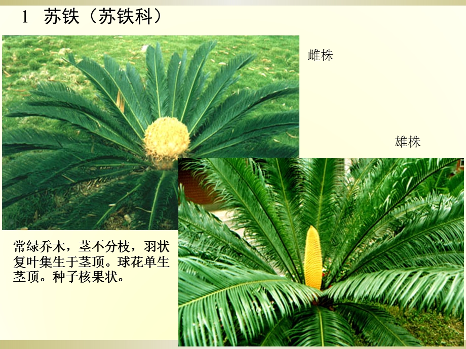 北京常见园林植物(一)课件.ppt_第3页