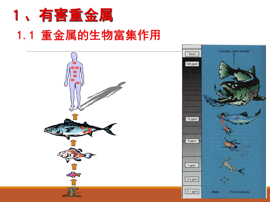 食品安全第三章 食品中化学性危害课件.ppt_第3页