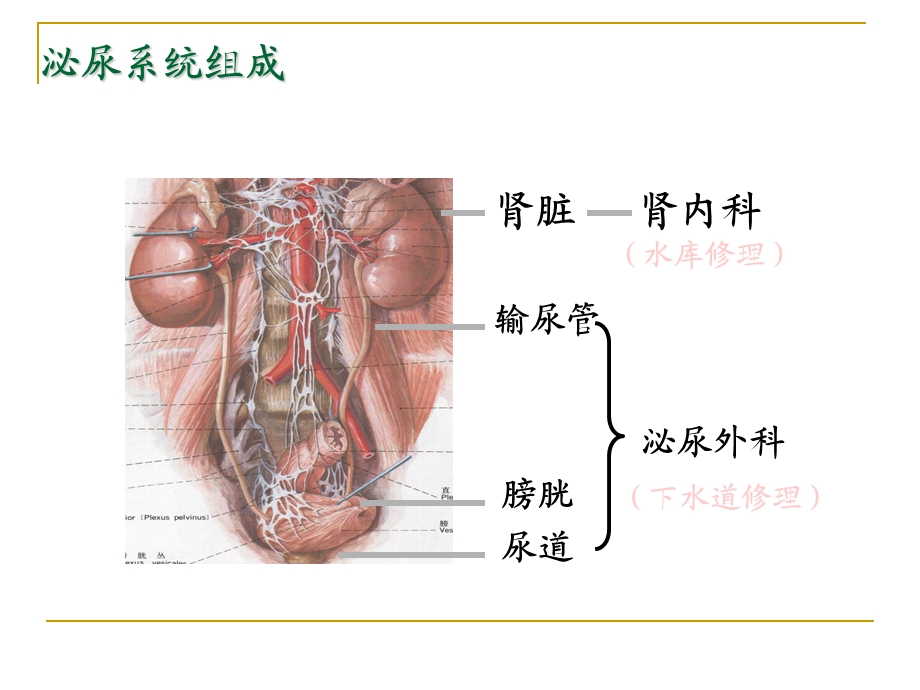 大学课程病理学肾小球肾炎1ppt课件.ppt_第2页