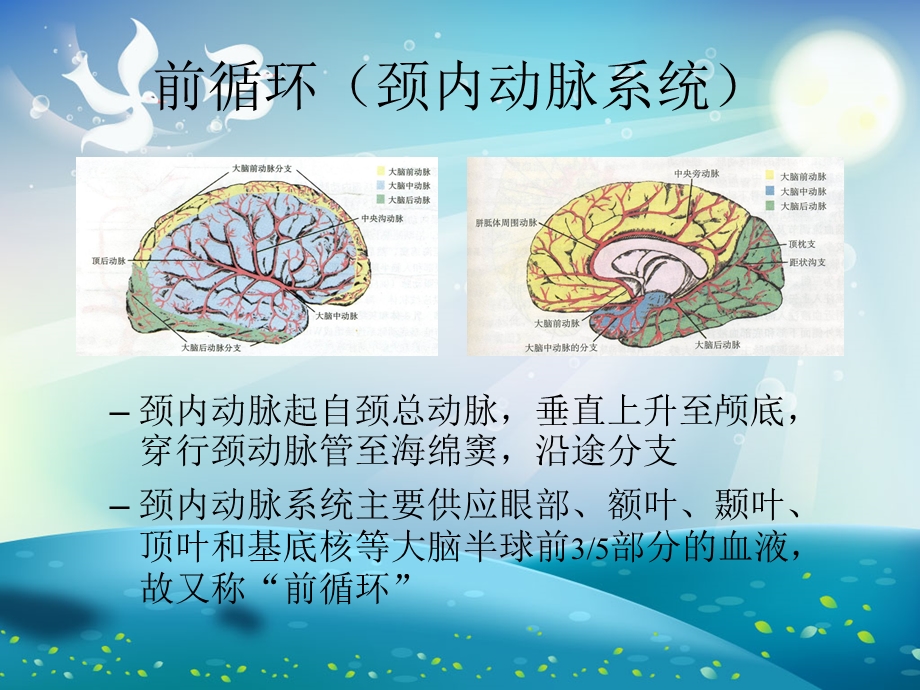 后循环缺血ppt课件.ppt_第2页