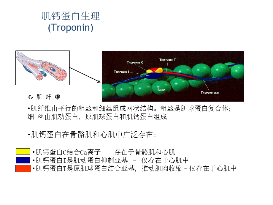 医学高敏心肌肌钙蛋白T培训ppt课件.ppt_第3页