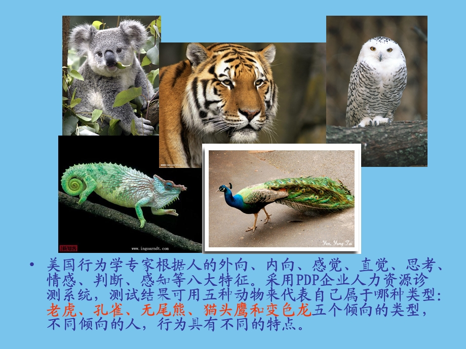 性格测试动物课件.ppt_第2页