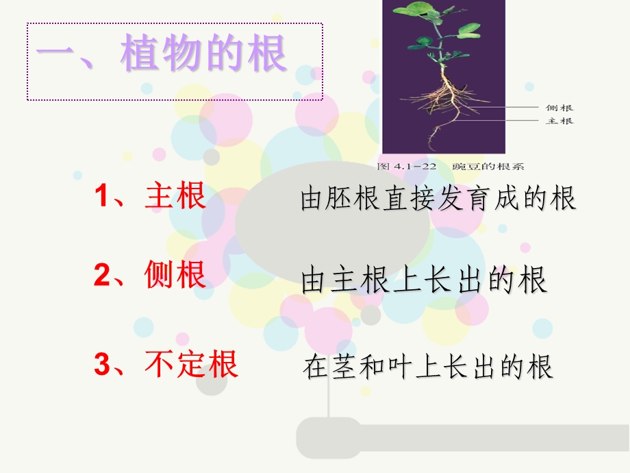 根的结构和功能课件.ppt_第3页