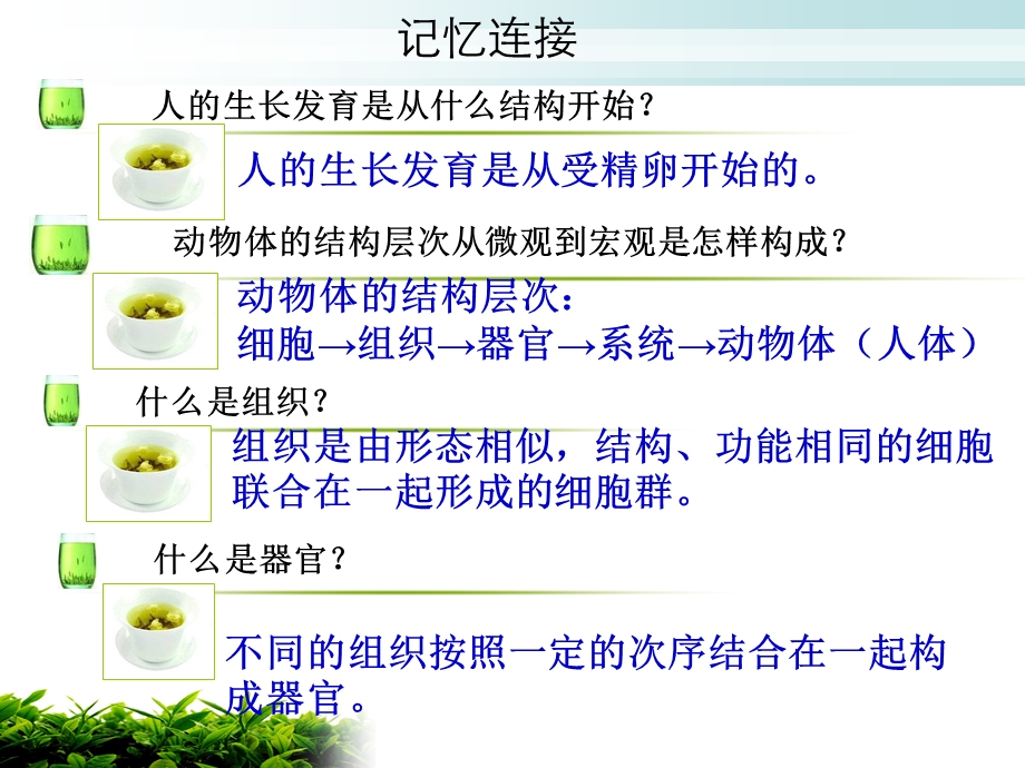 植物体的结构层次讲课课件.ppt_第1页