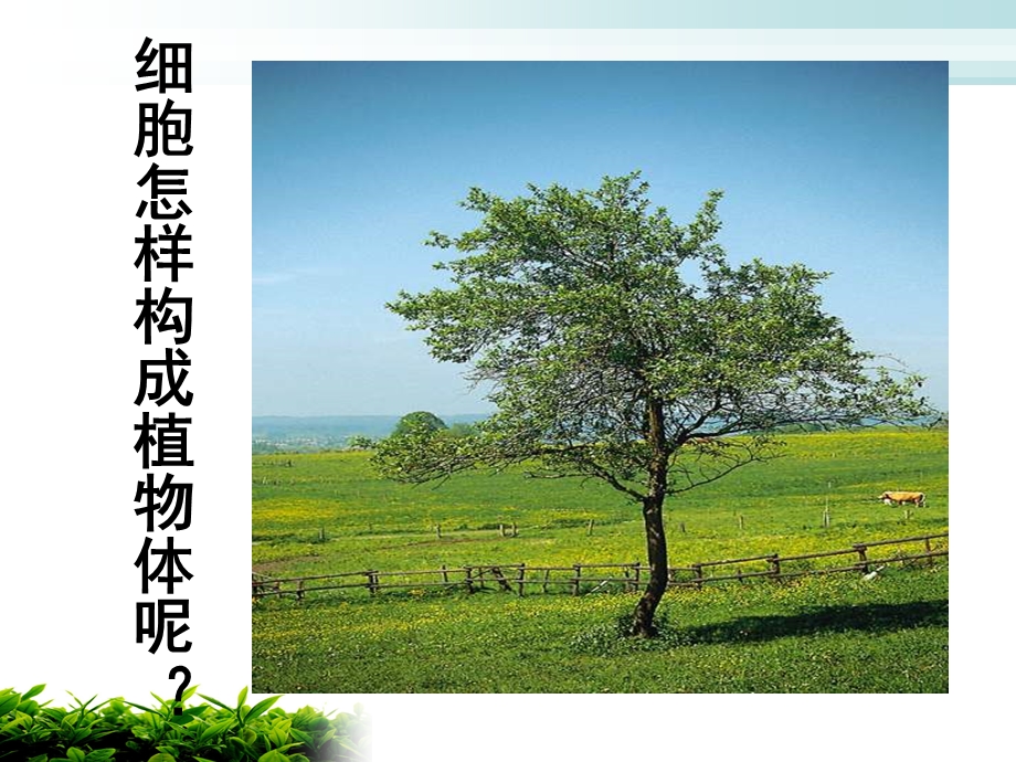 植物体的结构层次讲课课件.ppt_第2页